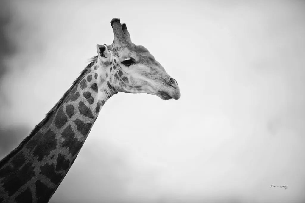 Head in the Clouds BW by Sharon Vardy. SKU 92663i. Archival Giclee Fine art print for wall decor.