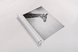 Head in the Clouds BW by Sharon Vardy. shown as a rolled paper print. Available as archival giclee rolled canvas, fine art paper, or poster print. SKU 92663i.
