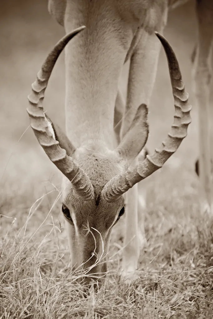 Impala Horns by Sharon Vardy. SKU 92675h. Archival Giclee Fine art print for wall decor.