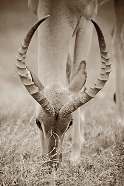 Impala Horns by Sharon Vardy. SKU 92675h. Archival Giclee Fine art print for wall decor.