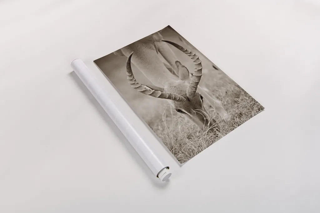 Impala Horns by Sharon Vardy. shown as a rolled paper print. Available as archival giclee rolled canvas, fine art paper, or poster print. SKU 92675h.