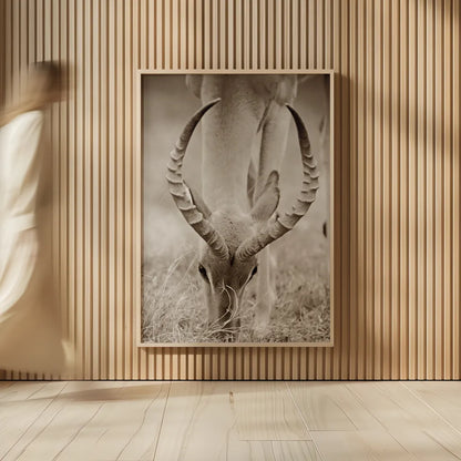 Impala Horns by Sharon Vardy. shown as over sized large wall art. Available as an archival giclee rolled canvas, fine art paper, or poster print. SKU 92675h.