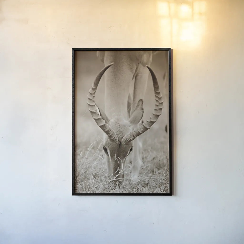 Impala Horns by Sharon Vardy. shown as a paper print in a black flame. Available as a archival giclee rolled canvas, fine art paper, or poster print. SKU 92675h.