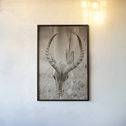 Impala Horns by Sharon Vardy. shown as a paper print in a black flame. Available as a archival giclee rolled canvas, fine art paper, or poster print. SKU 92675h.