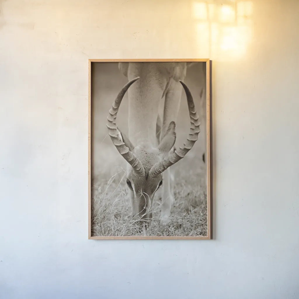 Impala Horns by Sharon Vardy. shown as a paper print in a natural frame. Available as a archival giclee rolled canvas, fine art paper, or poster print. SKU 92675h.