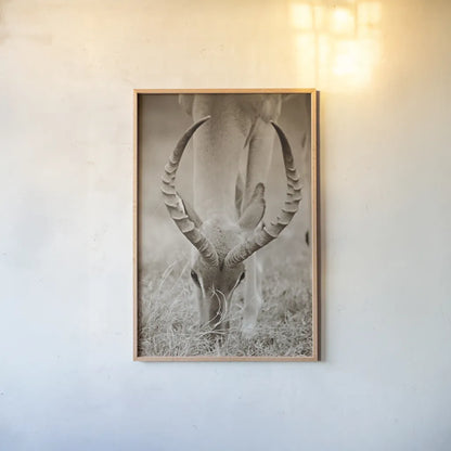 Impala Horns by Sharon Vardy. shown as a paper print in a natural frame. Available as a archival giclee rolled canvas, fine art paper, or poster print. SKU 92675h.