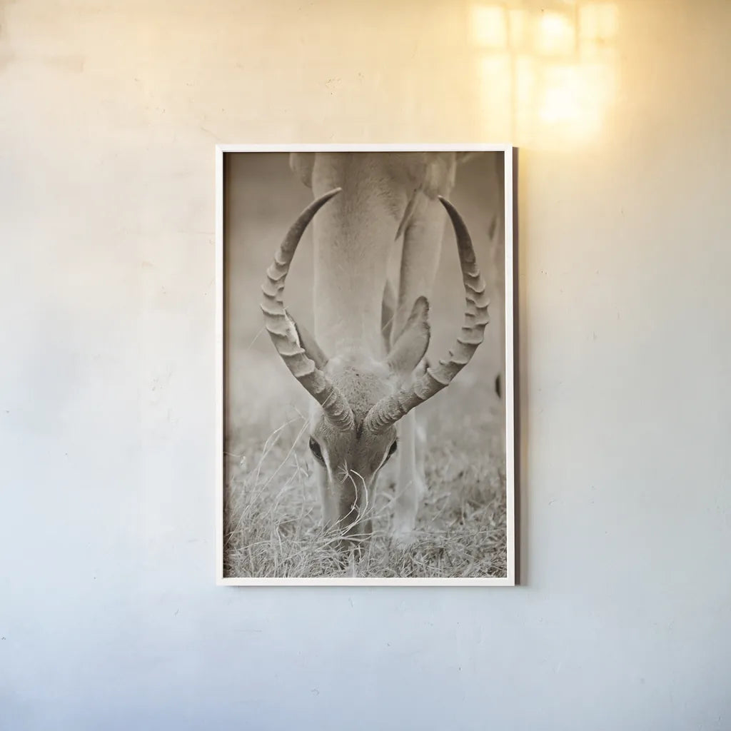 Impala Horns by Sharon Vardy. shown as a paper print in a white frame. Available as a archival giclee rolled canvas, fine art paper, or poster print. SKU 92675h.