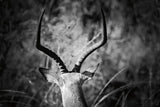 Impala Ram Horns by Sharon Vardy. SKU 93124i. Archival Giclee Fine art print for wall decor.