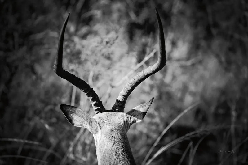 Impala Ram Horns by Sharon Vardy. SKU 93124i. Archival Giclee Fine art print for wall decor.