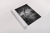 Impala Ram Horns by Sharon Vardy. shown as a rolled paper print. Available as archival giclee rolled canvas, fine art paper, or poster print. SKU 93124i.