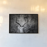 Impala Ram Horns by Sharon Vardy. shown as a paper print in a black flame. Available as a archival giclee rolled canvas, fine art paper, or poster print. SKU 93124i.