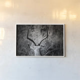 Impala Ram Horns by Sharon Vardy. shown as a paper print in a white frame. Available as a archival giclee rolled canvas, fine art paper, or poster print. SKU 93124i.