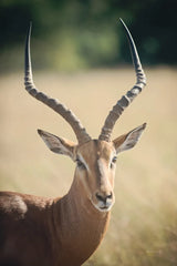 Impala Ram I by Sharon Vardy. SKU 93125h. Archival Giclee Fine art print for wall decor.