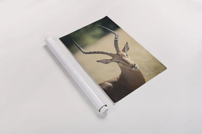 Impala Ram I by Sharon Vardy. shown as a rolled paper print. Available as archival giclee rolled canvas, fine art paper, or poster print. SKU 93125h.