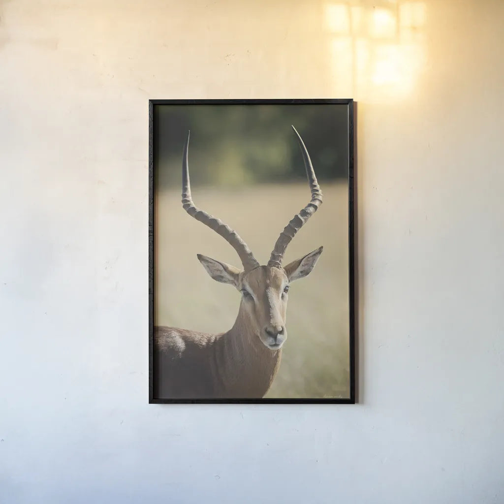 Impala Ram I by Sharon Vardy. shown as a paper print in a black flame. Available as a archival giclee rolled canvas, fine art paper, or poster print. SKU 93125h.