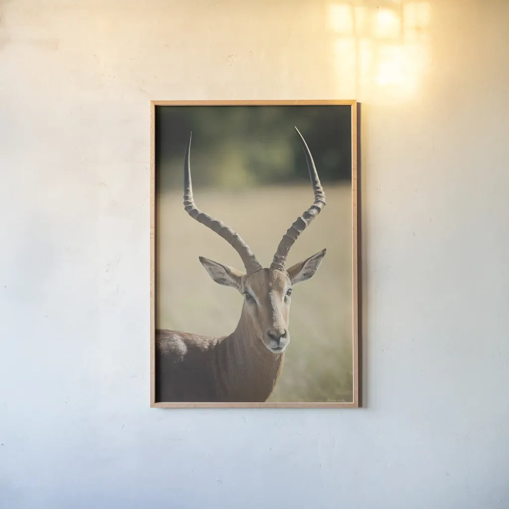 Impala Ram I by Sharon Vardy. shown as a paper print in a natural frame. Available as a archival giclee rolled canvas, fine art paper, or poster print. SKU 93125h.