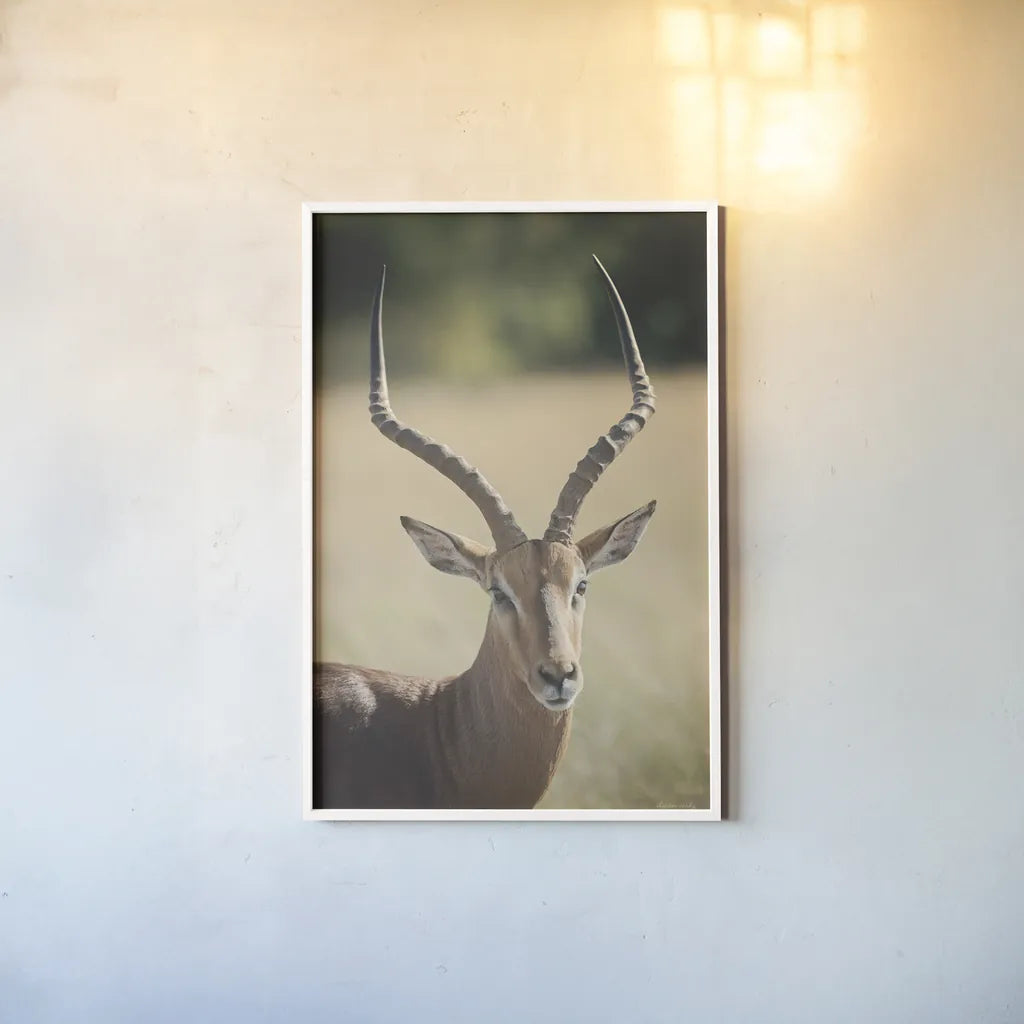 Impala Ram I by Sharon Vardy. shown as a paper print in a white frame. Available as a archival giclee rolled canvas, fine art paper, or poster print. SKU 93125h.