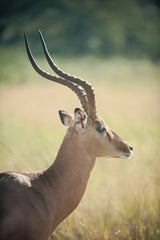 Impala Ram II by Sharon Vardy. SKU 93126h. Archival Giclee Fine art print for wall decor.