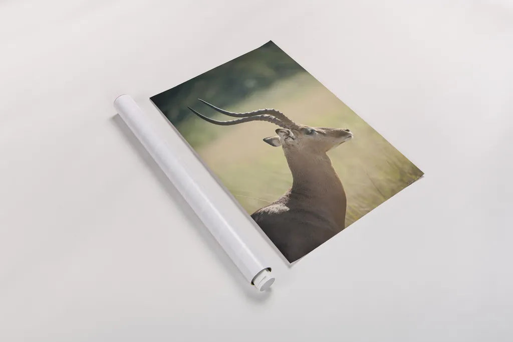 Impala Ram II by Sharon Vardy. shown as a rolled paper print. Available as archival giclee rolled canvas, fine art paper, or poster print. SKU 93126h.