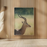Impala Ram II by Sharon Vardy. shown as over sized large wall art. Available as an archival giclee rolled canvas, fine art paper, or poster print. SKU 93126h.