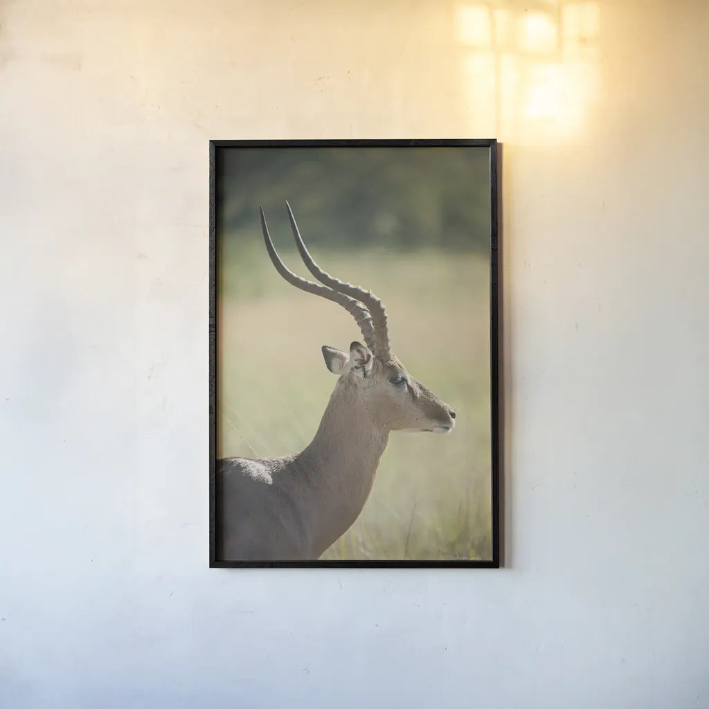 Impala Ram II by Sharon Vardy. shown as a paper print in a black flame. Available as a archival giclee rolled canvas, fine art paper, or poster print. SKU 93126h.