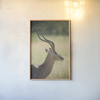 Impala Ram II by Sharon Vardy. shown as a paper print in a natural frame. Available as a archival giclee rolled canvas, fine art paper, or poster print. SKU 93126h.