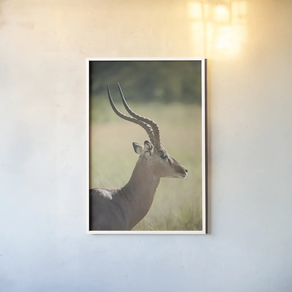 Impala Ram II by Sharon Vardy. shown as a paper print in a white frame. Available as a archival giclee rolled canvas, fine art paper, or poster print. SKU 93126h.