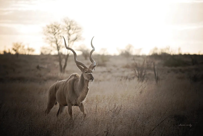 Kudu Bull by Sharon Vardy. SKU 91958i. Archival Giclee Fine art print for wall decor.