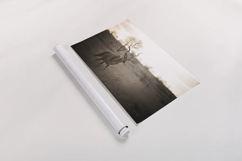 Kudu Bull by Sharon Vardy. shown as a rolled paper print. Available as archival giclee rolled canvas, fine art paper, or poster print. SKU 91958i.