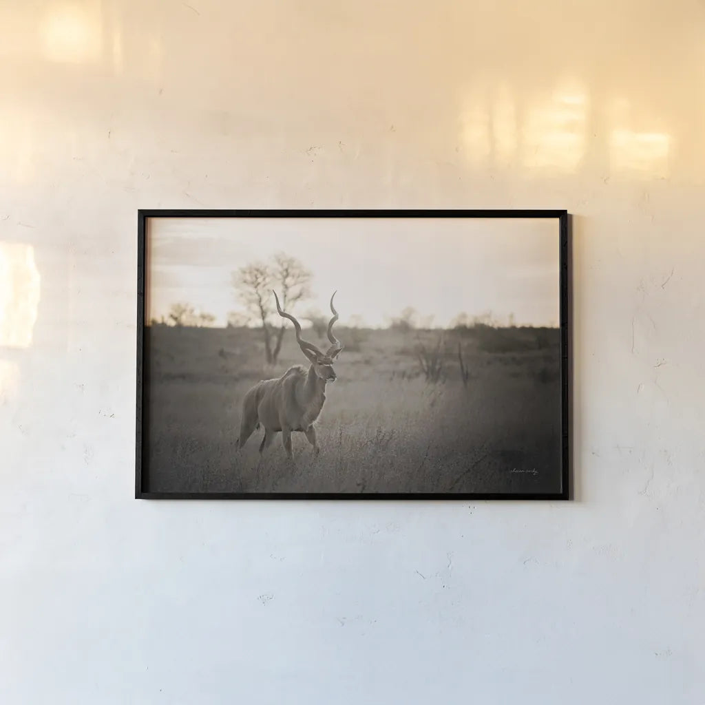 Kudu Bull by Sharon Vardy. shown as a paper print in a black flame. Available as a archival giclee rolled canvas, fine art paper, or poster print. SKU 91958i.