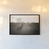 Kudu Bull by Sharon Vardy. shown as a paper print in a black flame. Available as a archival giclee rolled canvas, fine art paper, or poster print. SKU 91958i.