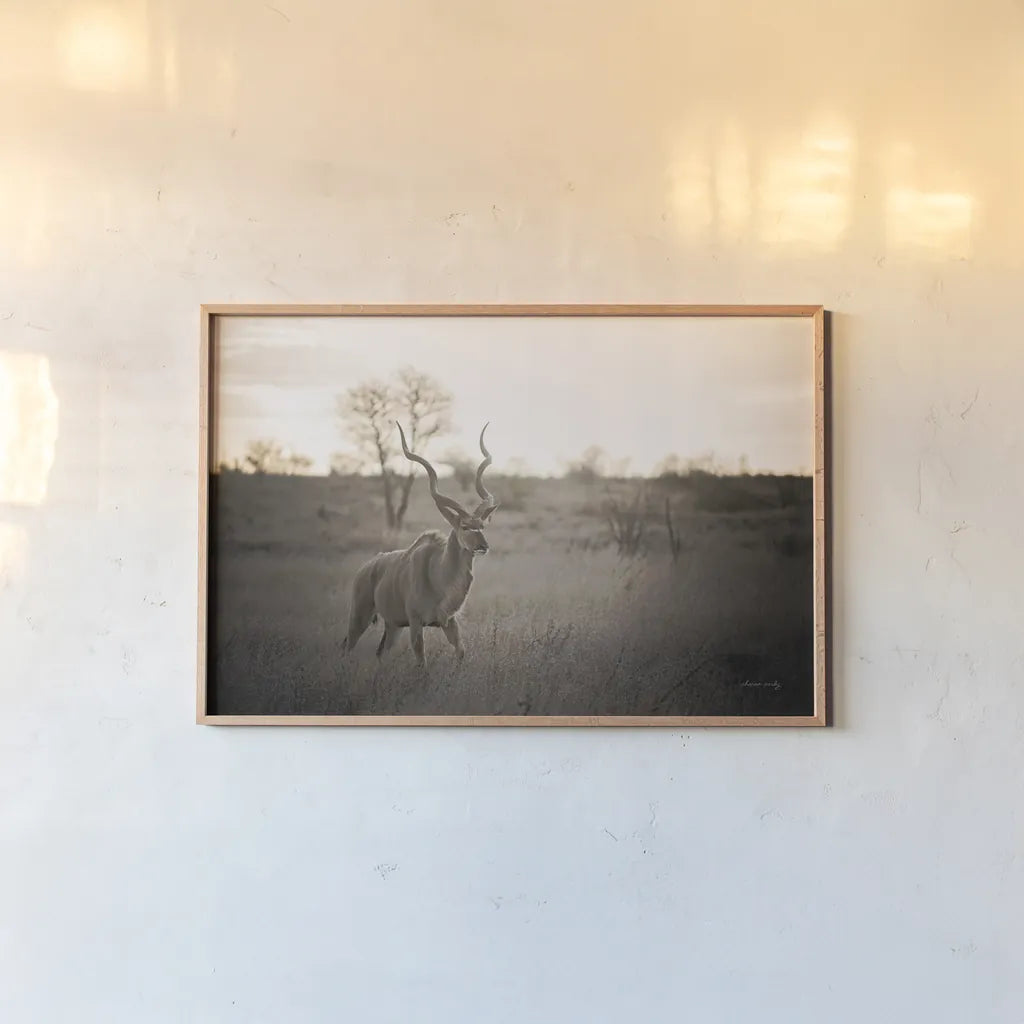 Kudu Bull by Sharon Vardy. shown as a paper print in a natural frame. Available as a archival giclee rolled canvas, fine art paper, or poster print. SKU 91958i.
