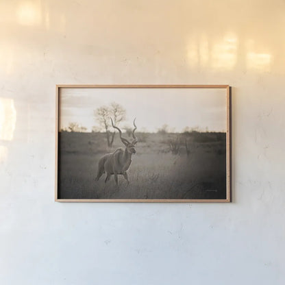 Kudu Bull by Sharon Vardy. shown as a paper print in a natural frame. Available as a archival giclee rolled canvas, fine art paper, or poster print. SKU 91958i.
