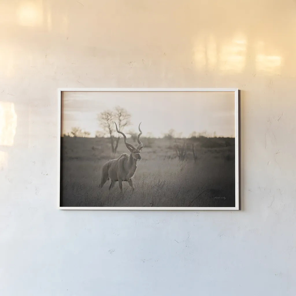 Kudu Bull by Sharon Vardy. shown as a paper print in a white frame. Available as a archival giclee rolled canvas, fine art paper, or poster print. SKU 91958i.