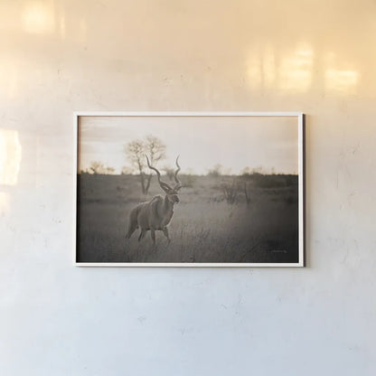Kudu Bull by Sharon Vardy. shown as a paper print in a white frame. Available as a archival giclee rolled canvas, fine art paper, or poster print. SKU 91958i.