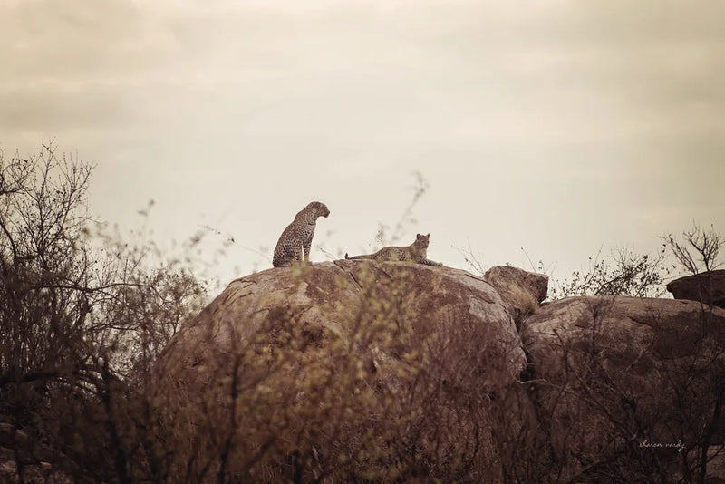Leopard and Cub by Sharon Vardy. SKU 92423i. Archival Giclee Fine art print for wall decor.