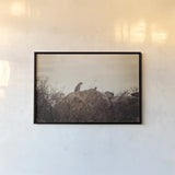 Leopard and Cub by Sharon Vardy. shown as a paper print in a black flame. Available as a archival giclee rolled canvas, fine art paper, or poster print. SKU 92423i.