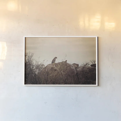 Leopard and Cub by Sharon Vardy. shown as a paper print in a white frame. Available as a archival giclee rolled canvas, fine art paper, or poster print. SKU 92423i.