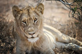 Lion Gaze by Sharon Vardy. SKU 92668i. Archival Giclee Fine art print for wall decor.