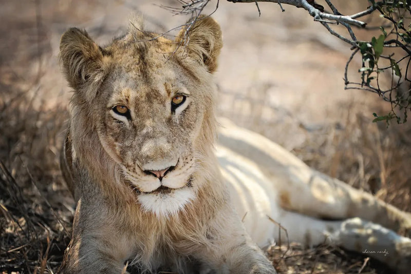 Lion Gaze by Sharon Vardy. SKU 92668i. Archival Giclee Fine art print for wall decor.
