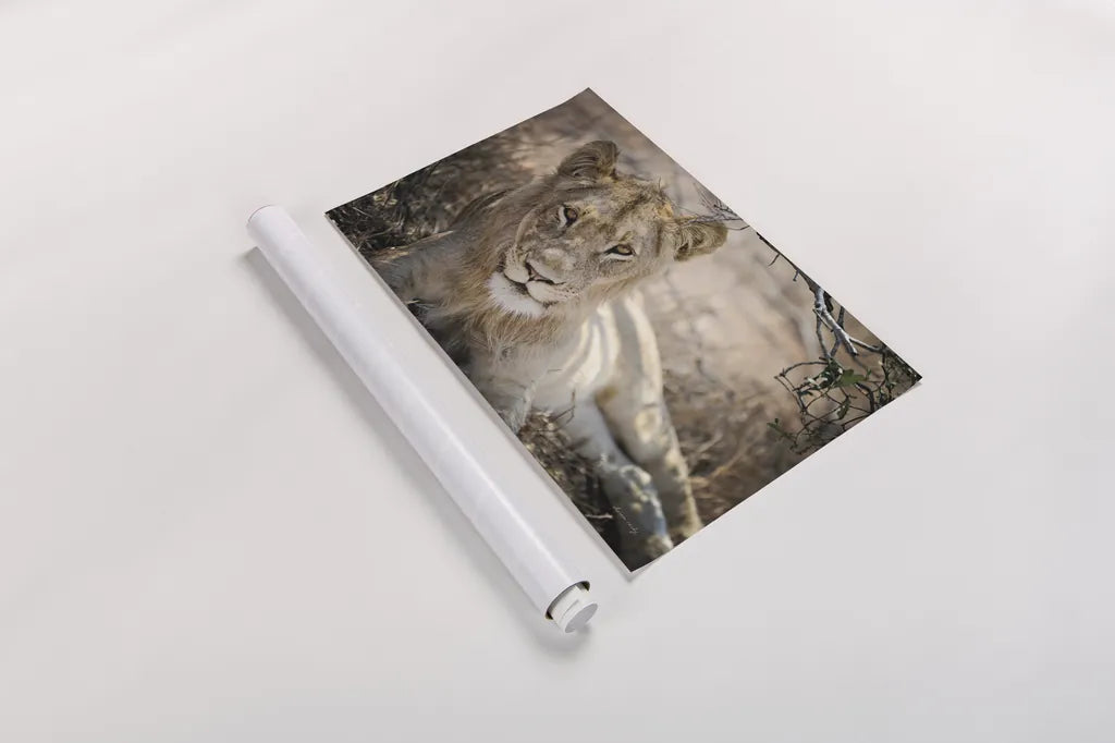 Lion Gaze by Sharon Vardy. shown as a rolled paper print. Available as archival giclee rolled canvas, fine art paper, or poster print. SKU 92668i.