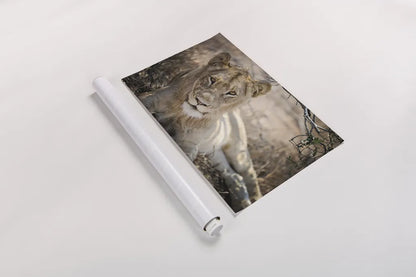 Lion Gaze by Sharon Vardy. shown as a rolled paper print. Available as archival giclee rolled canvas, fine art paper, or poster print. SKU 92668i.