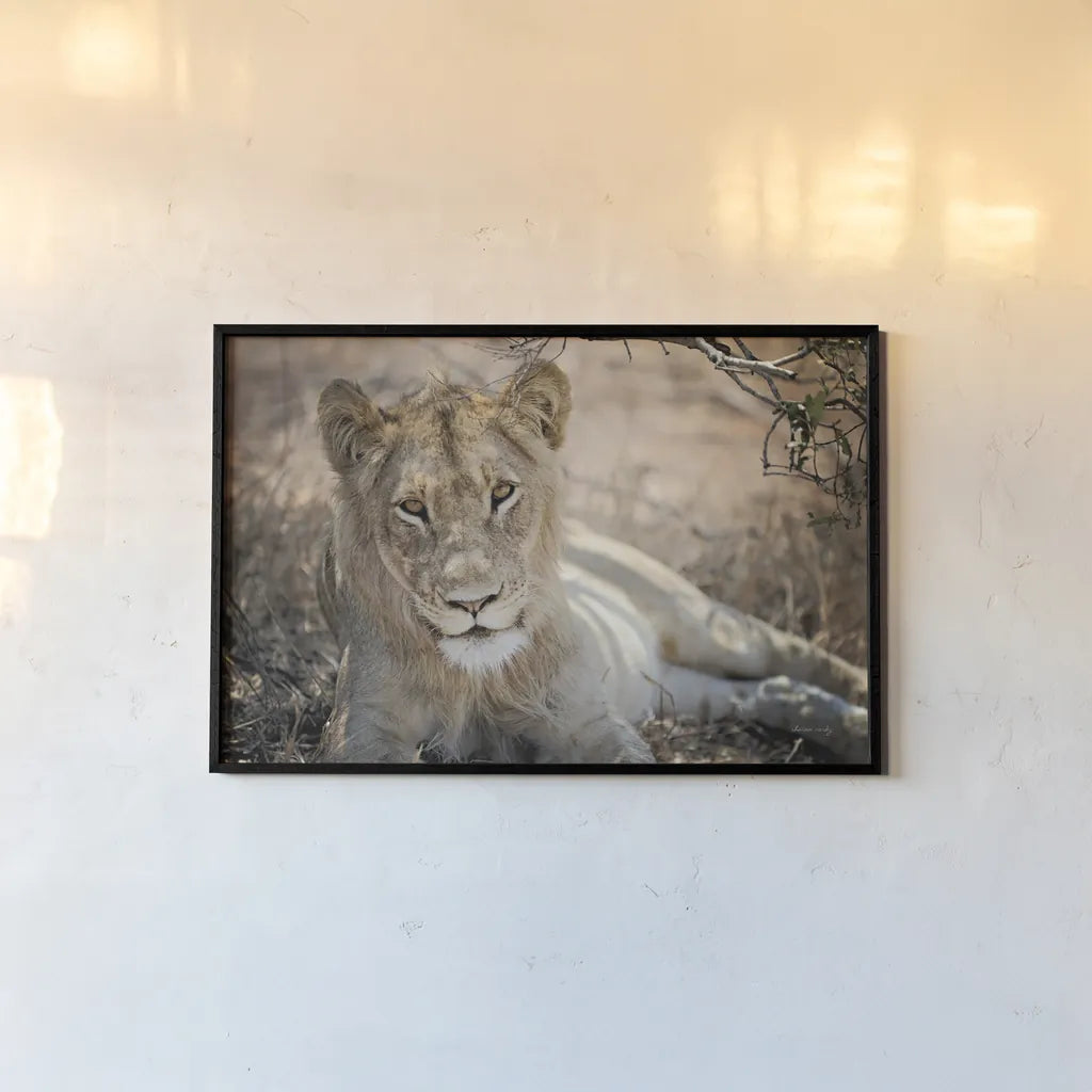Lion Gaze by Sharon Vardy. shown as a paper print in a black flame. Available as a archival giclee rolled canvas, fine art paper, or poster print. SKU 92668i.