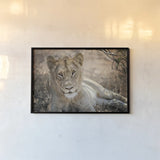 Lion Gaze by Sharon Vardy. shown as a paper print in a black flame. Available as a archival giclee rolled canvas, fine art paper, or poster print. SKU 92668i.