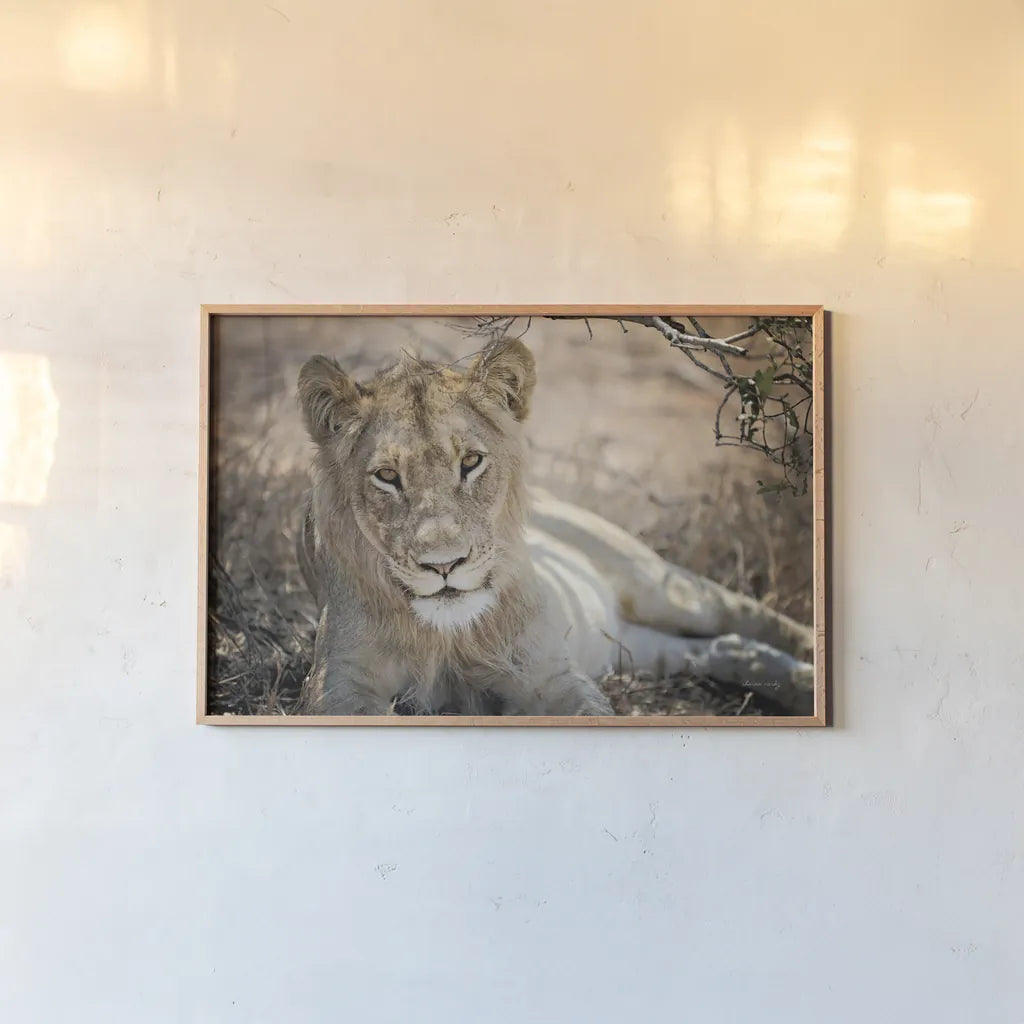 Lion Gaze by Sharon Vardy. shown as a paper print in a natural frame. Available as a archival giclee rolled canvas, fine art paper, or poster print. SKU 92668i.
