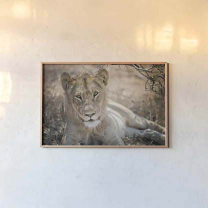 Lion Gaze by Sharon Vardy. shown as a paper print in a natural frame. Available as a archival giclee rolled canvas, fine art paper, or poster print. SKU 92668i.