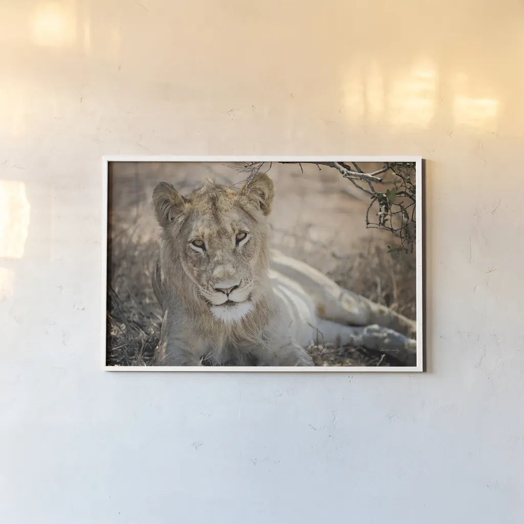 Lion Gaze by Sharon Vardy. shown as a paper print in a white frame. Available as a archival giclee rolled canvas, fine art paper, or poster print. SKU 92668i.