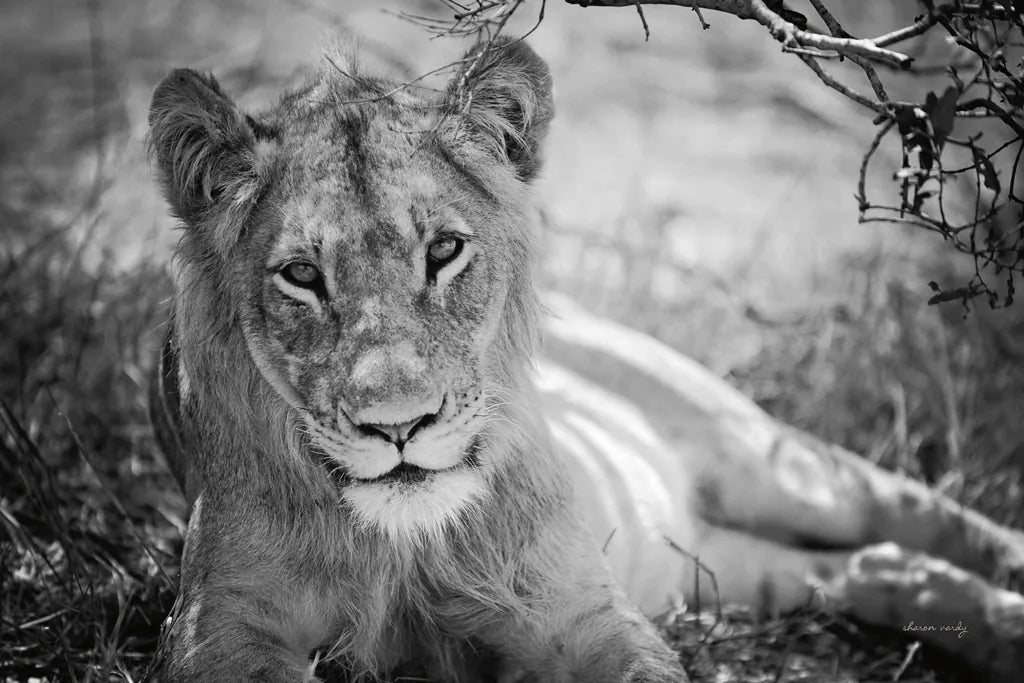 Lion Gaze BW by Sharon Vardy. SKU 92669i. Archival Giclee Fine art print for wall decor.
