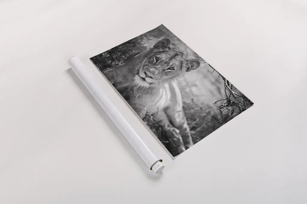 Lion Gaze BW by Sharon Vardy. shown as a rolled paper print. Available as archival giclee rolled canvas, fine art paper, or poster print. SKU 92669i.