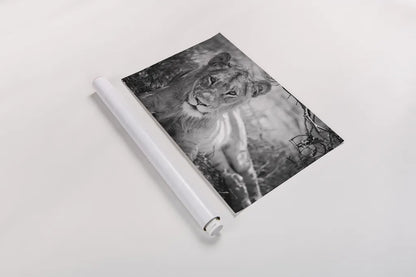 Lion Gaze BW by Sharon Vardy. shown as a rolled paper print. Available as archival giclee rolled canvas, fine art paper, or poster print. SKU 92669i.